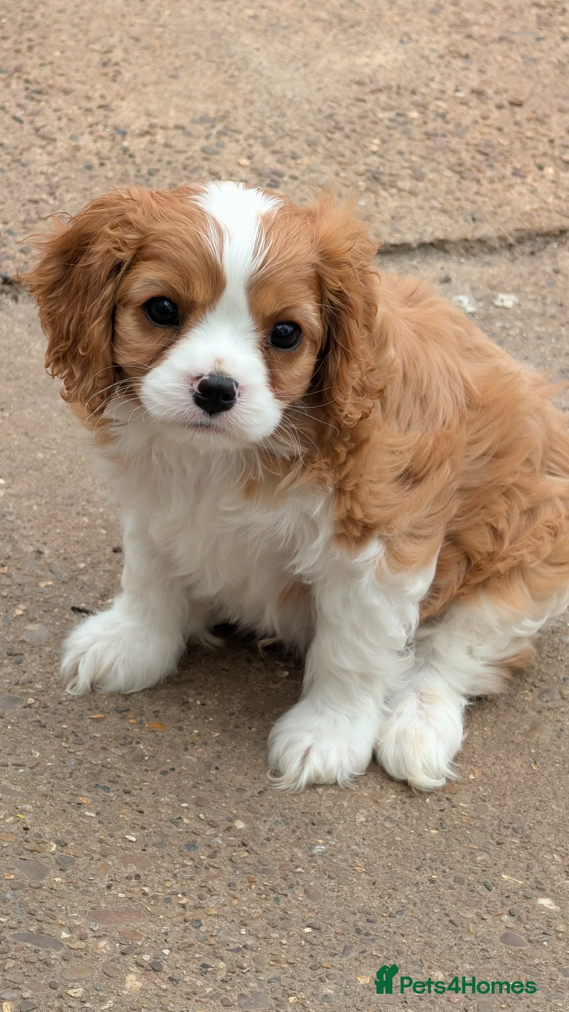 Cavalier King Charles Spaniel dogs for sale: Health tested Blenheim male puppy  - Advert 2