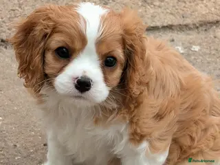 Cavalier King Charles Spaniel dogs Health tested Blenheim male puppy - Advert 5