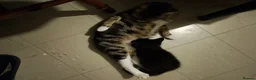Mixed Breed cats for sale: Strong healthy Black kitten with tabby stripes  - Advert 2