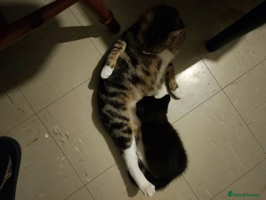 Mixed Breed cats for sale: Strong healthy Black kitten with tabby stripes  - Advert 2