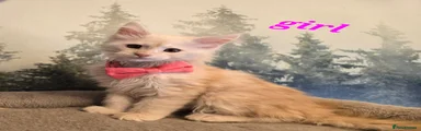 Maine Coon 5 light ginger girl 
