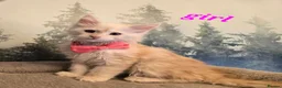 Maine Coon cats for sale: Amazing pure bread Maine Coons kittens  - Advert 17