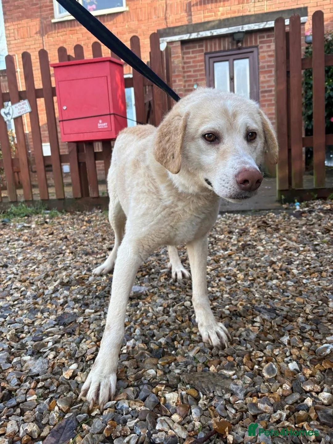 Golden Retriever dogs for adoption: Ralph - Norwich Norfolk  - Advert 24