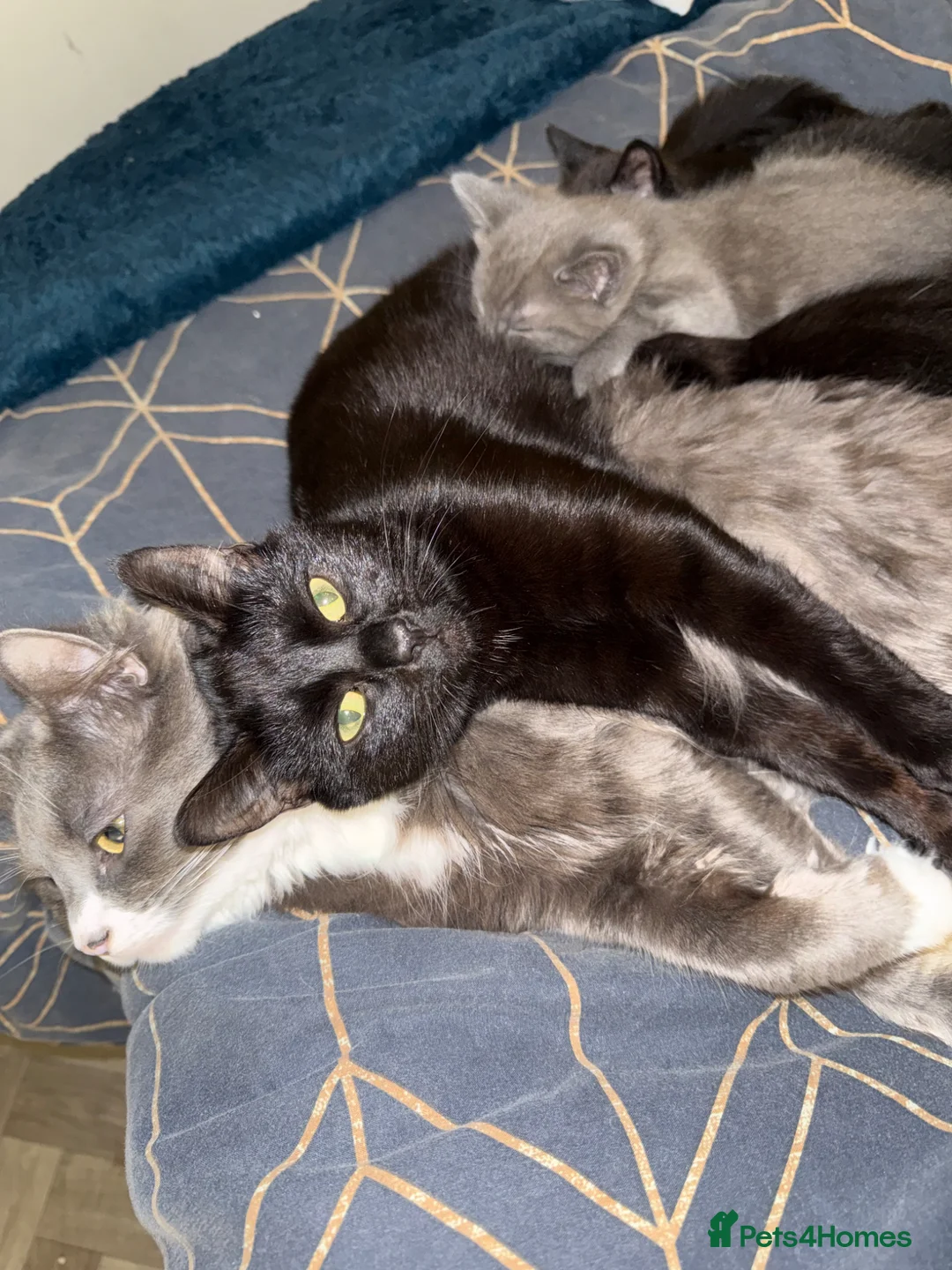 Mixed Breed cats for sale: 2 beautiful fluffy kittens in Gloucester - Advert 1