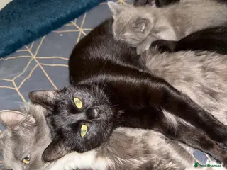 Mixed Breed cats 2 beautiful fluffy kittens - Advert 11