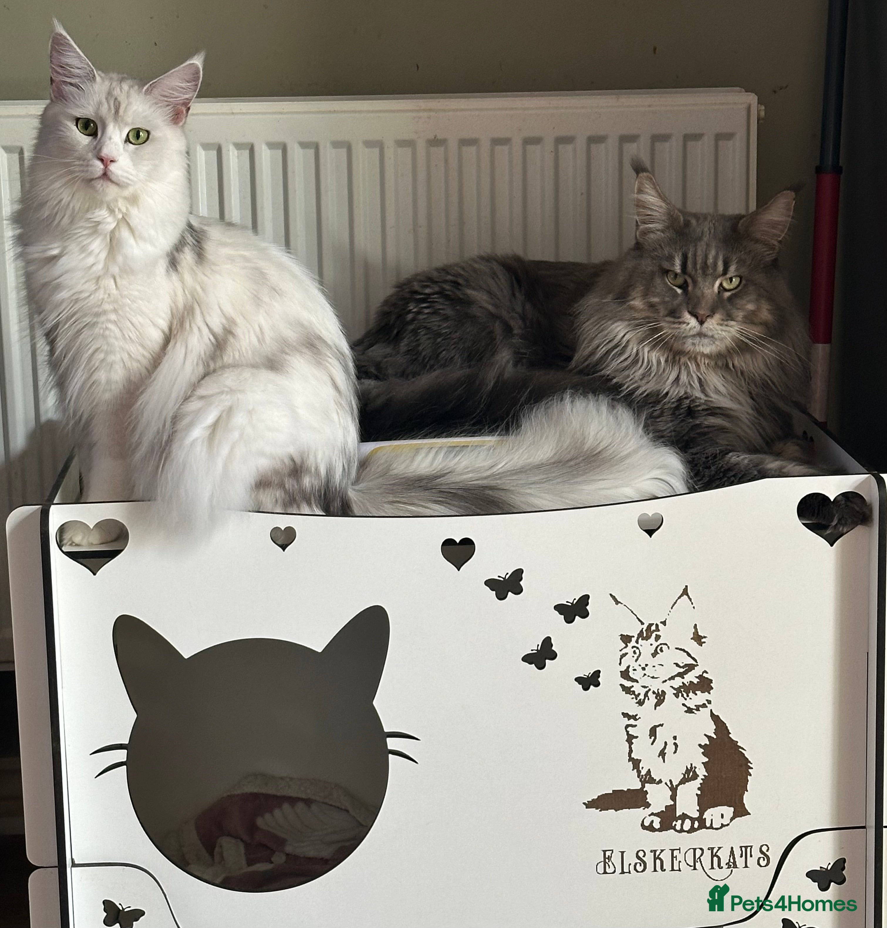 Maine Coon cats Gccf Mainecoon kittens  - Advert 2