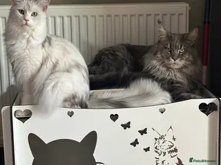 Maine Coon cats Gccf Mainecoon kittens - Advert 2