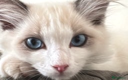 Ragdoll cats for sale: ragdoll girl & boy *beautiful* not related - Image 3