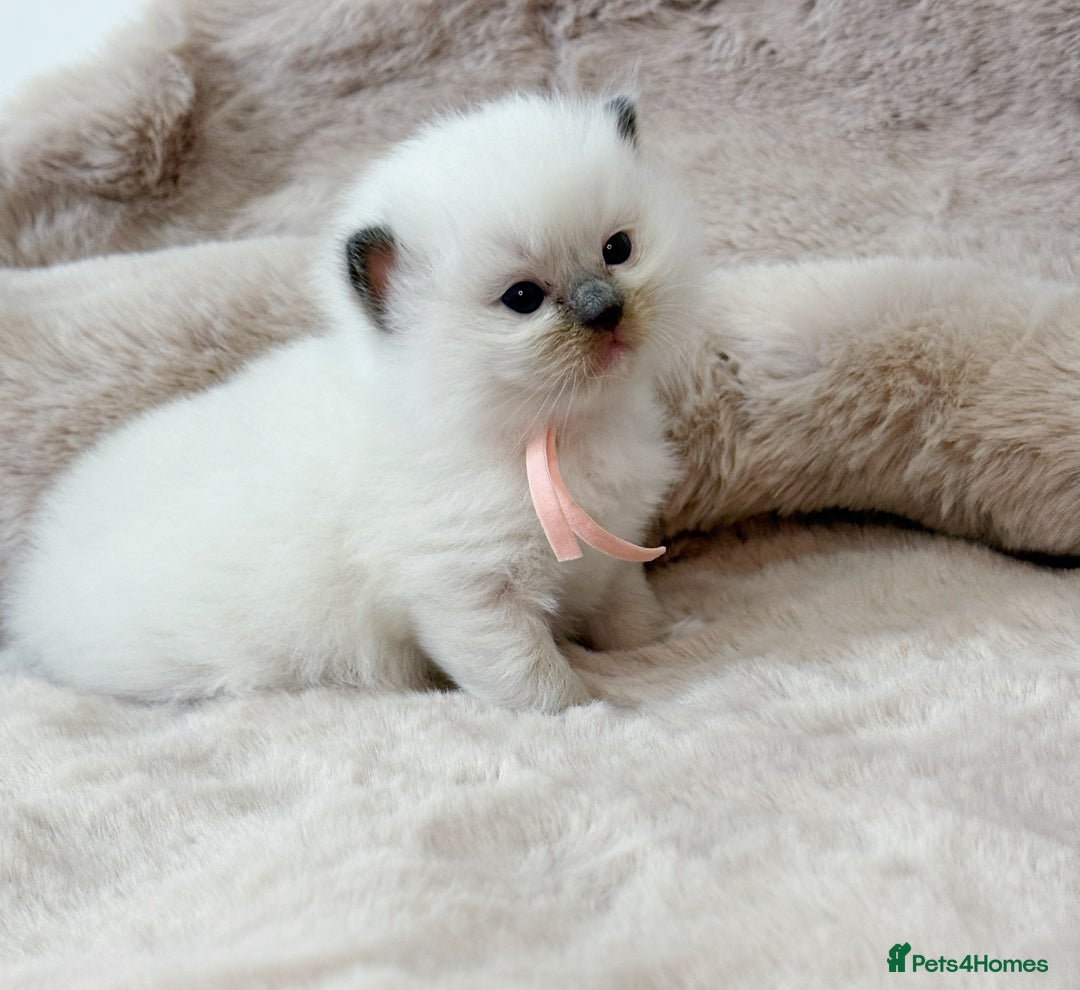 Ragdoll cats for sale: ✨ 4 Gorgeous Ragdoll Kittens ✨ - Advert 1