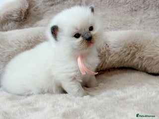 Ragdoll cats ✨ 4 Gorgeous Ragdoll Kittens ✨ - Advert 1