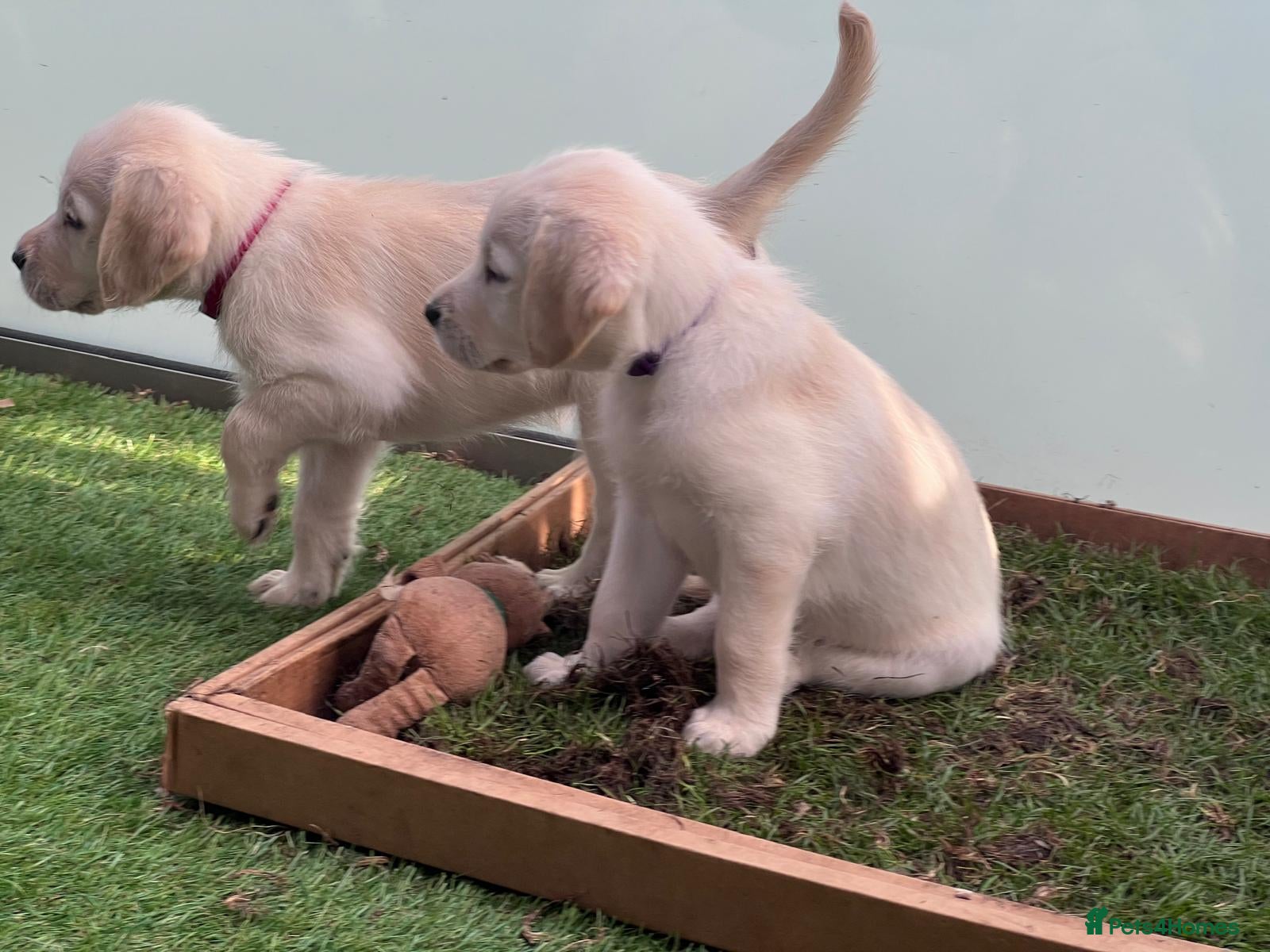 Labradoodle dogs Happy and healthy Labradoodle puppies! - Advert 2
