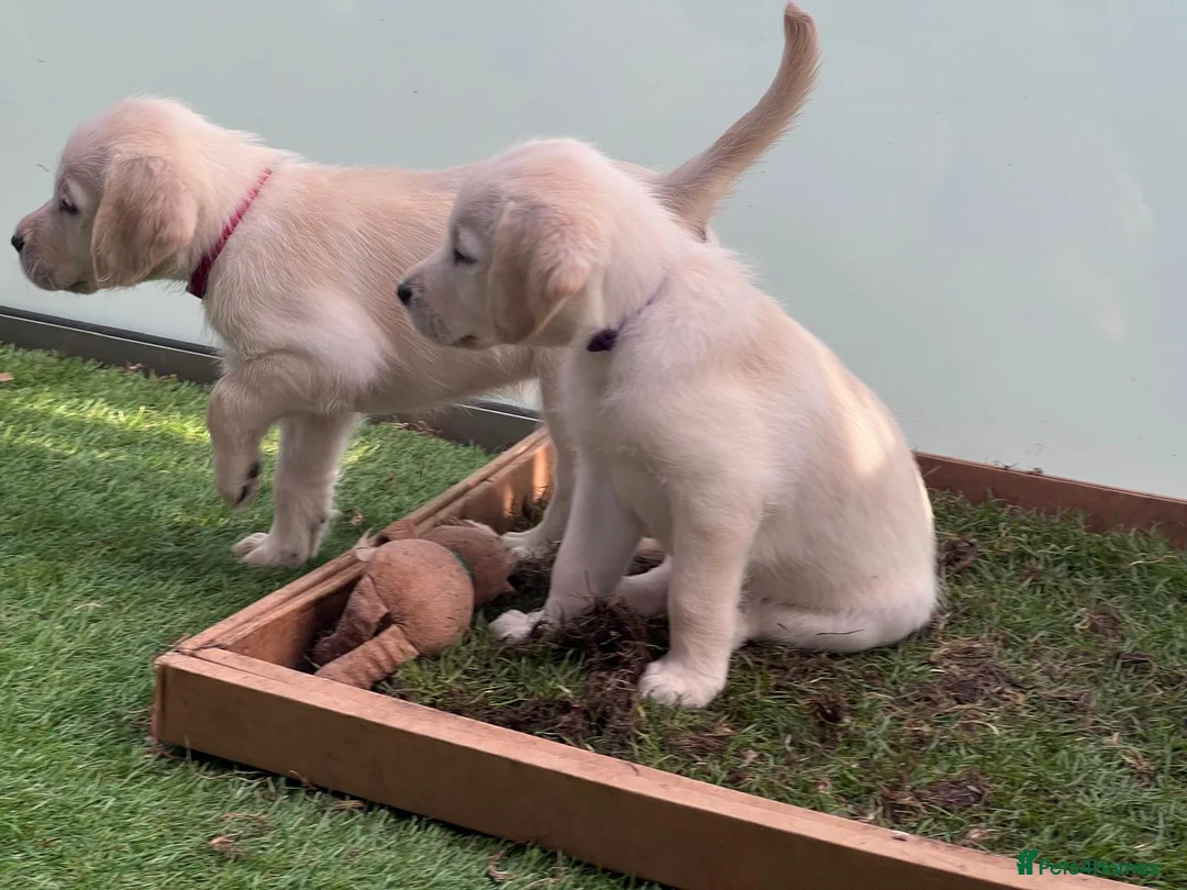 Labradoodle dogs for sale: Happy and healthy Labradoodle puppies! - Advert 2