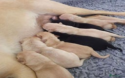 Labrador Retriever dogs for sale: 7 kc rg beautiful lab puppies - Image 7