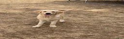 Golden Retriever dogs for sale: Female 6 month old Golden Retriever  in Biggleswade - Advert 2
