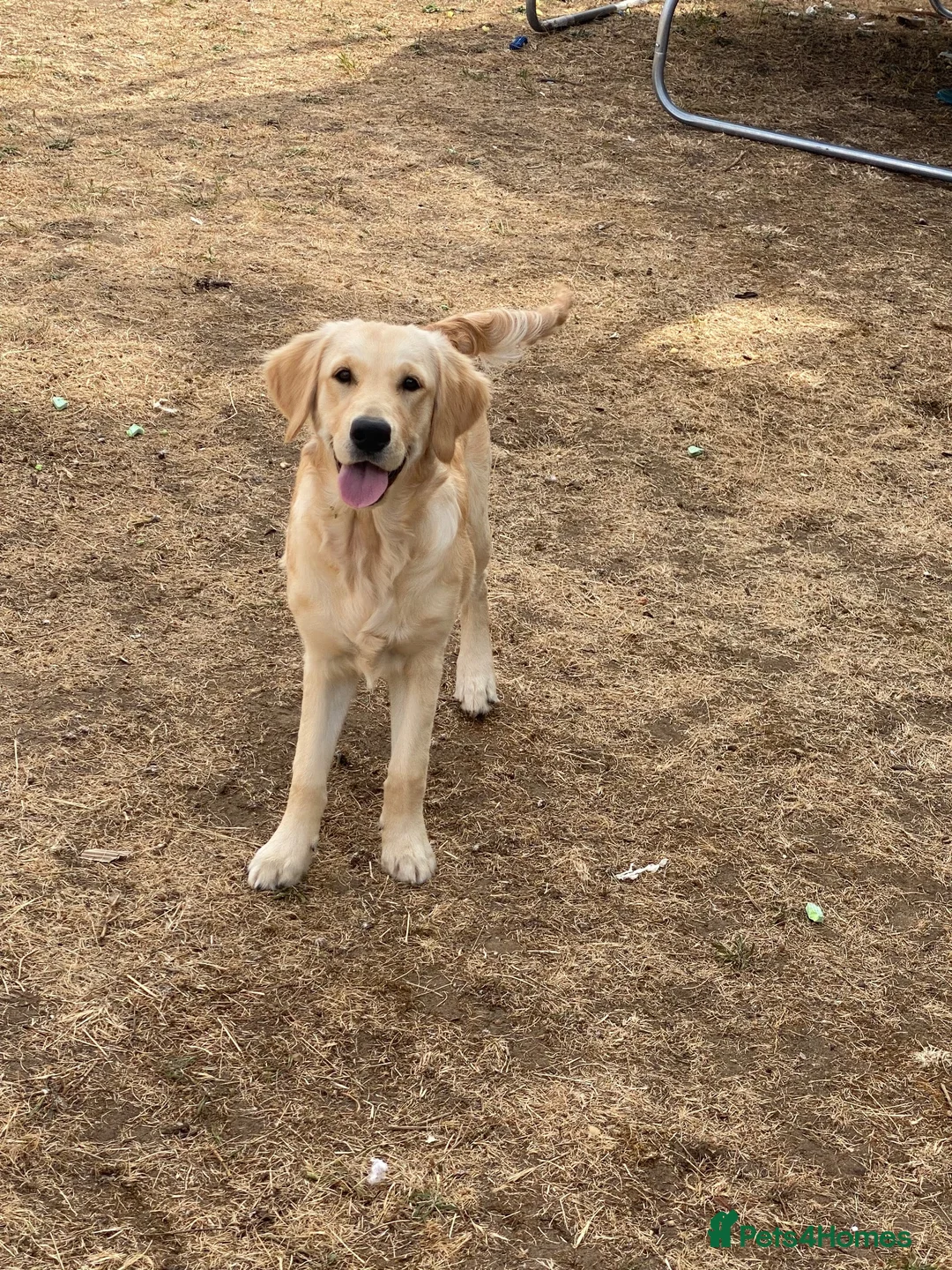 Golden Retriever dogs for sale: Female 6 month old Golden Retriever  in Biggleswade - Advert 2