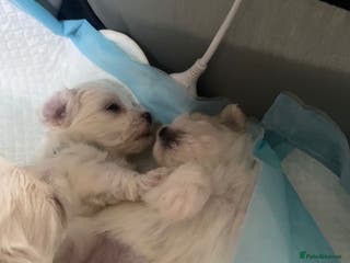 Maltese dogs Maltese babies - Advert 1