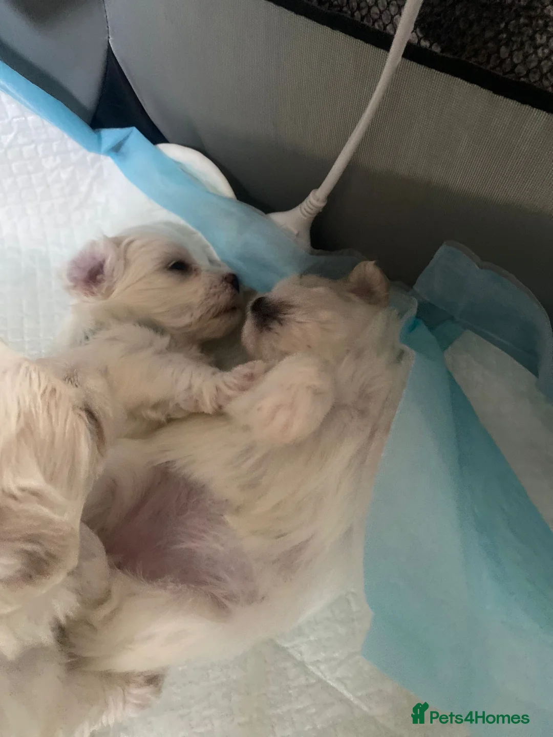 Maltese dogs for sale: Maltese babies - Advert 2