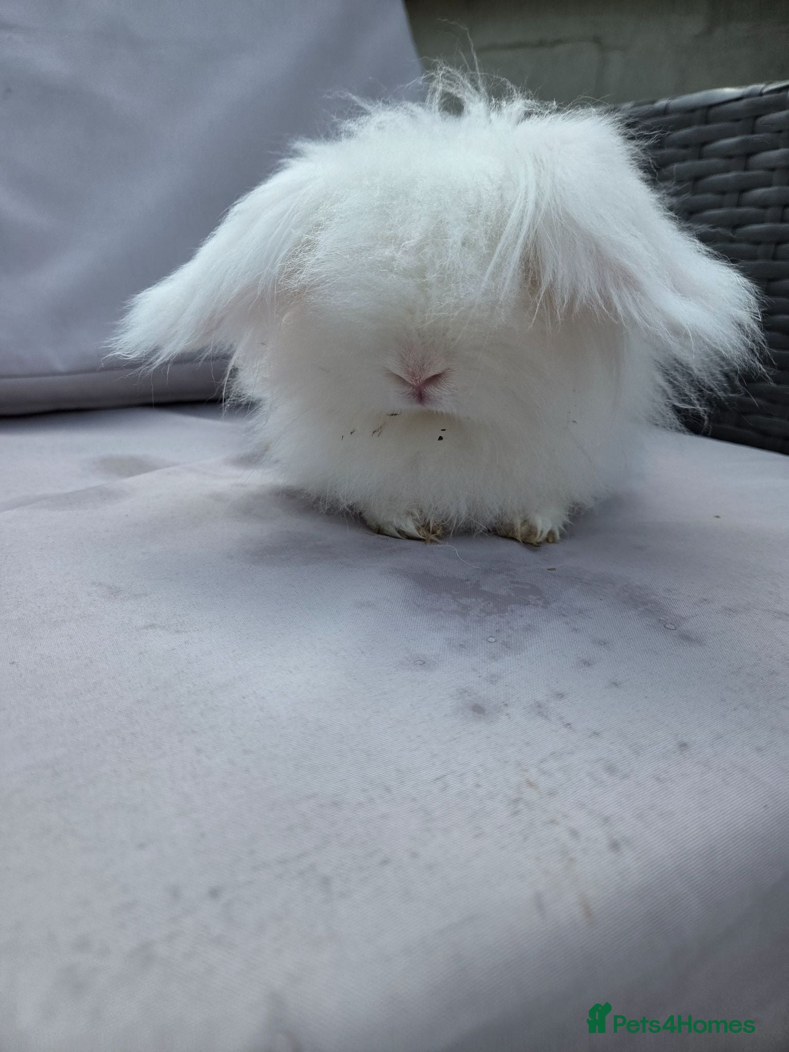 Angora rabbits Adult female teddy widders - Advert 2