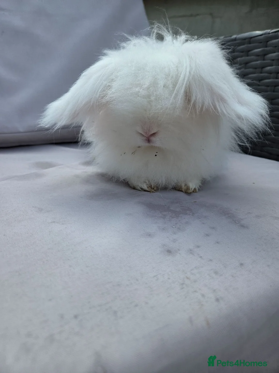 Angora rabbits for sale: Adult female teddy widders - Advert 2