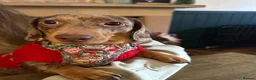 Miniature Dachshund dogs for sale: Beautiful Miniature Dachshund  in Penrith - Advert 3