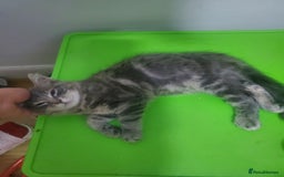 Domestic Shorthair cats for sale: Tabby silver boy - Image 2