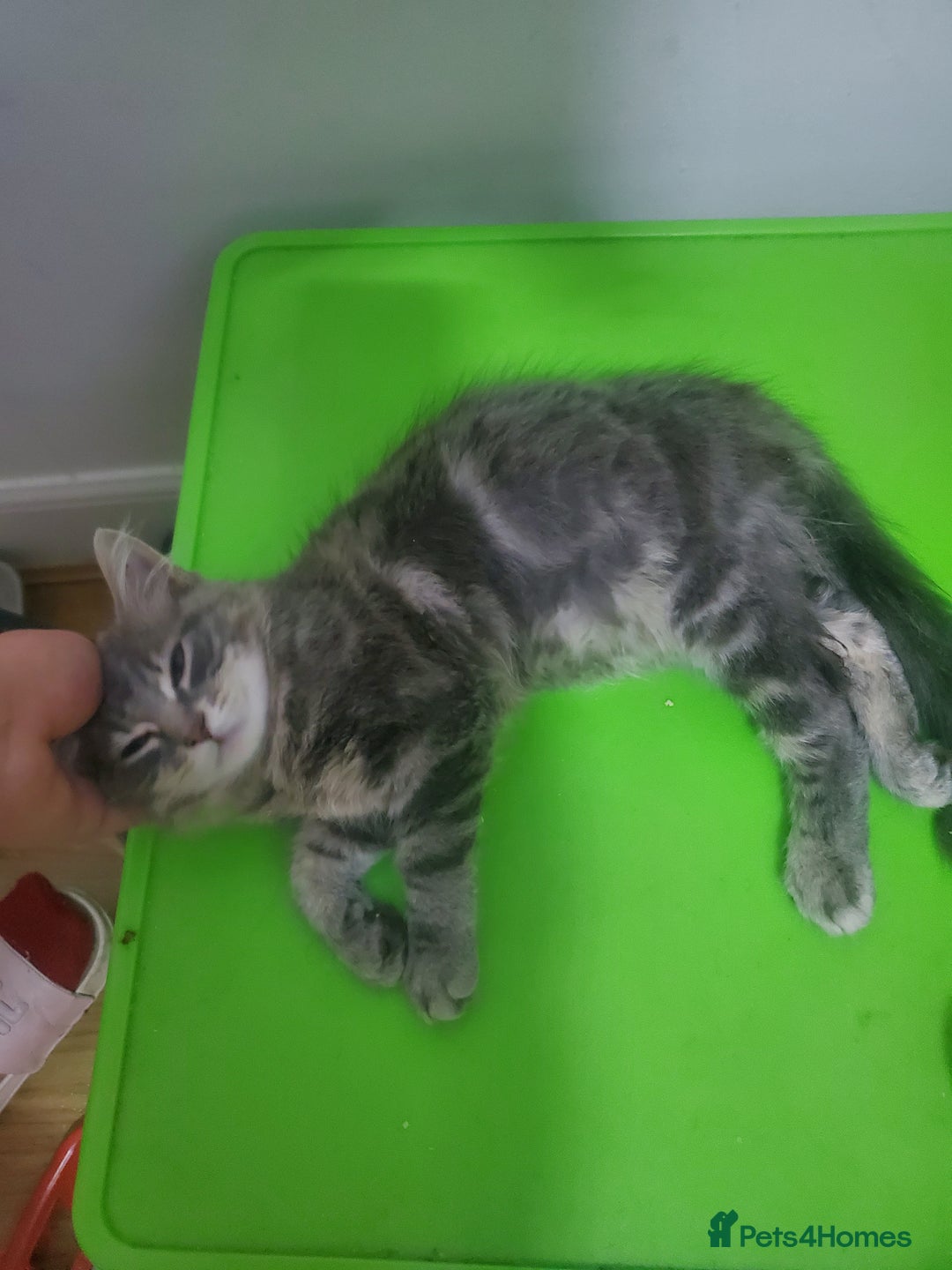 Domestic Shorthair cats for sale: Tabby silver boy - Image 2