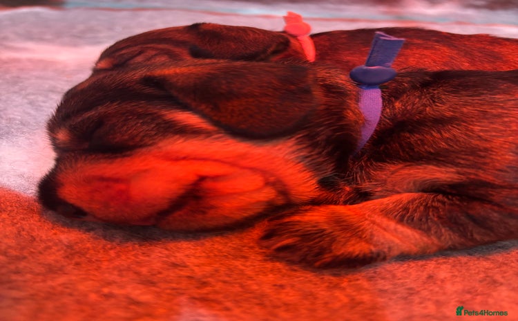 Miniature Dachshund dogs Miniature Wirehaired Dachshund  - Advert 3