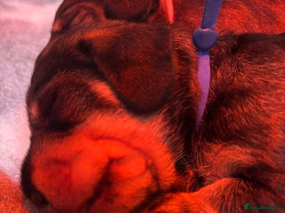 Miniature Dachshund dogs Miniature Wirehaired Dachshund - Advert 1