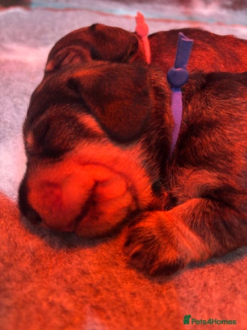 Miniature Dachshund dogs Miniature Wirehaired Dachshund - Advert 3