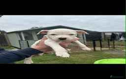 Staffordshire Bull Terrier dogs for sale: Beautiful staff pups for sale - Image 9