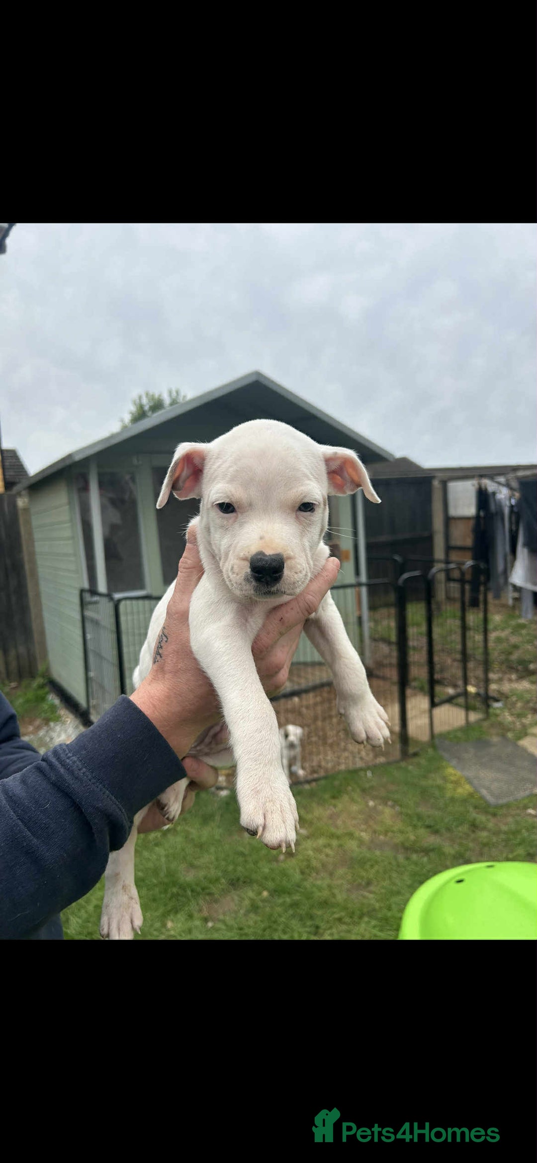 Staffordshire Bull Terrier dogs for sale: Beautiful staff pups for sale - Image 9