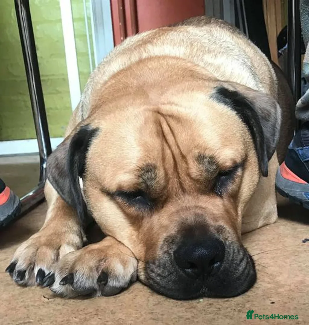 Mixed Breed dogs for sale: George. Bullmastiff x Labrador. Big lad in Epsom - Advert 3