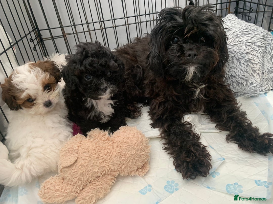 Shihpoo dogs for sale: shihpoos  - Image 10
