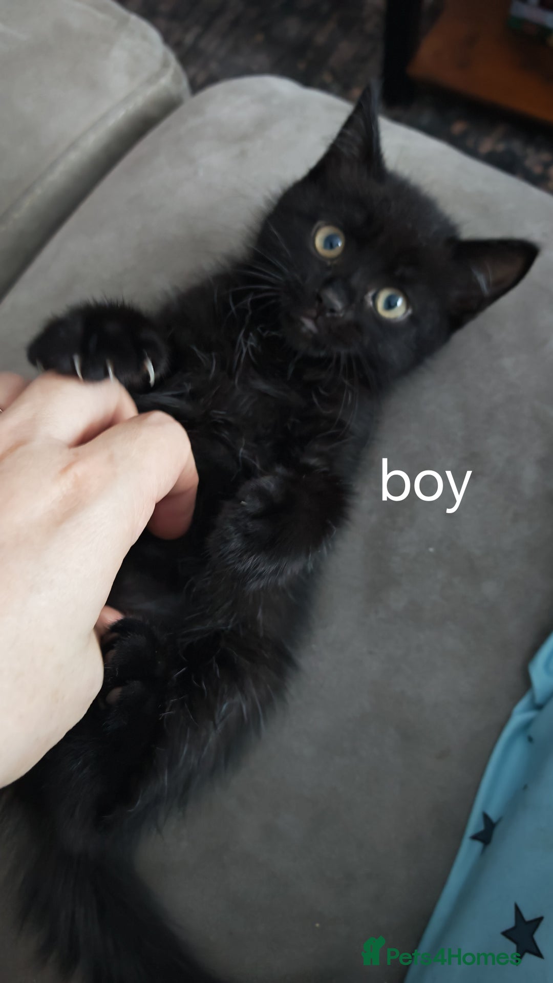 British Shorthair cats for sale:  **  under the  **  tree, Cute kittens - Advert 3