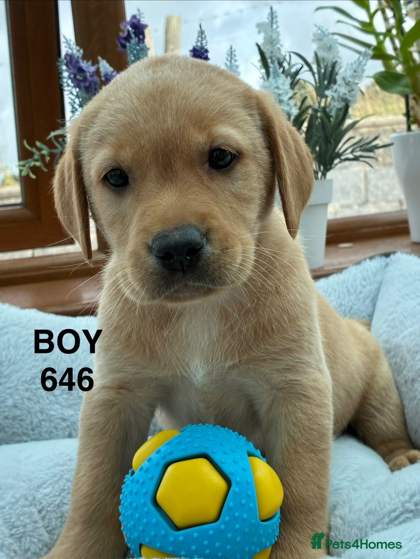 Labrador Retriever dogs KC Labrador Puppies Available  - Advert 19
