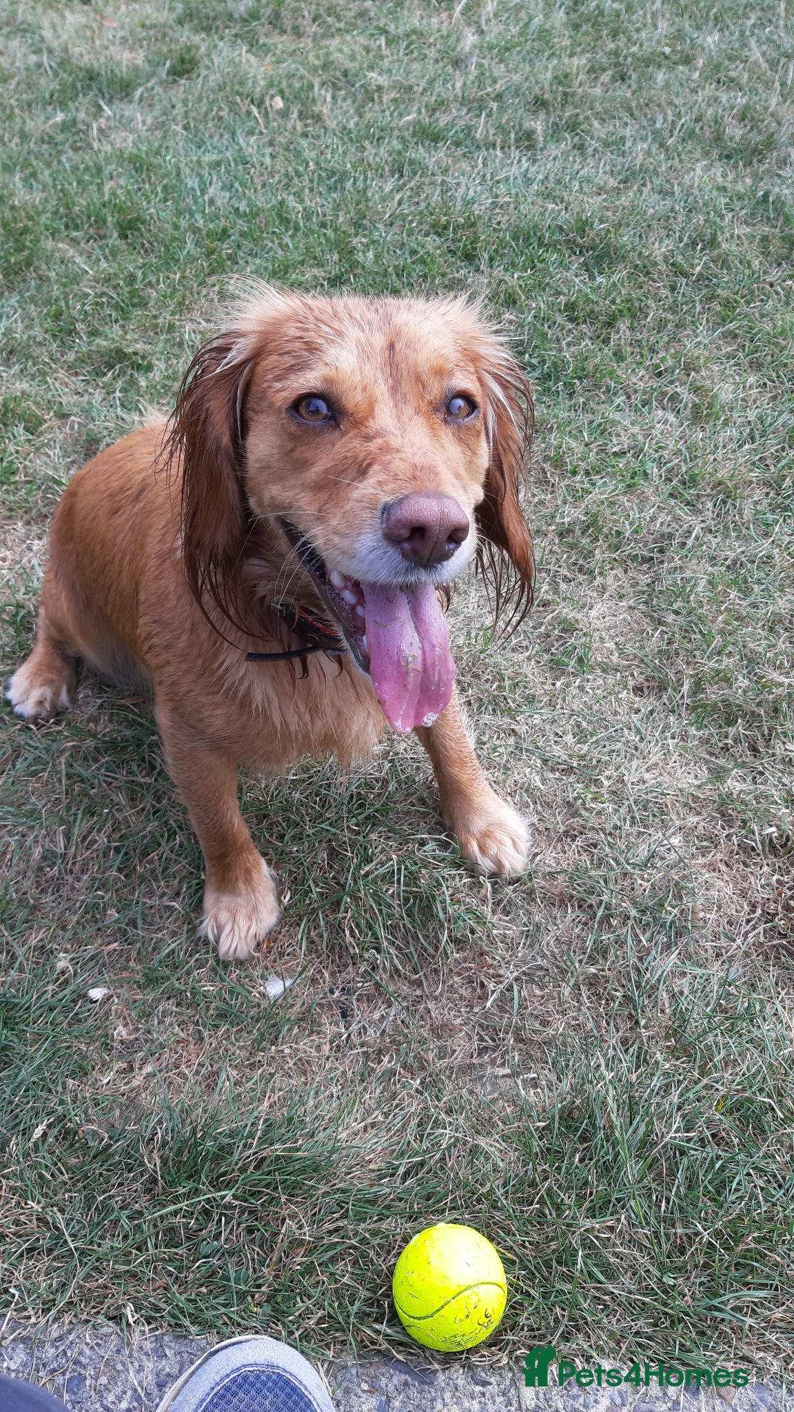 Cocker Spaniel dogs KC registered Working Cocker Spaniel pups - Advert 2