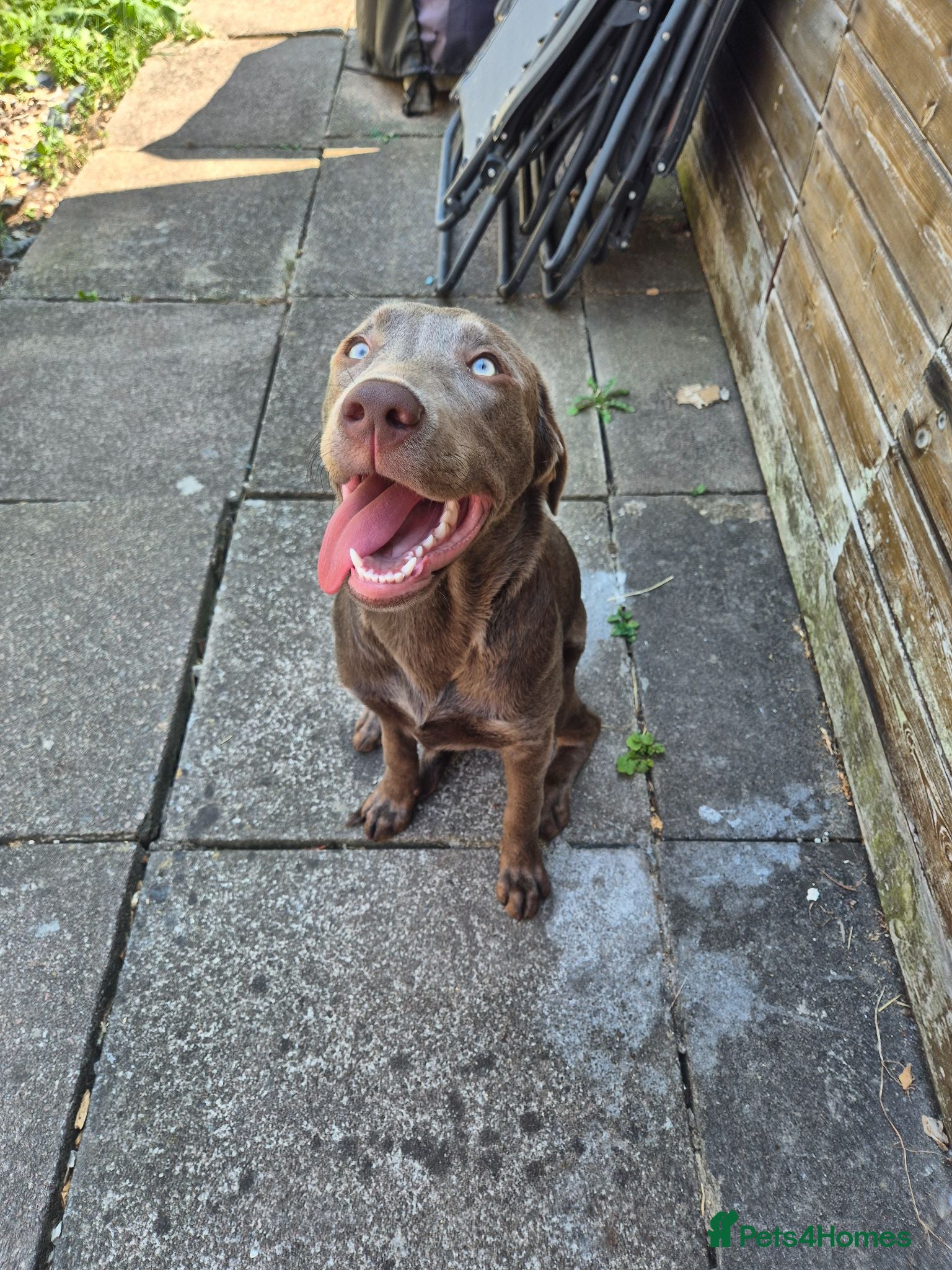 Labrador Retriever dogs Six Month Old Silver Labrador  - Advert 8