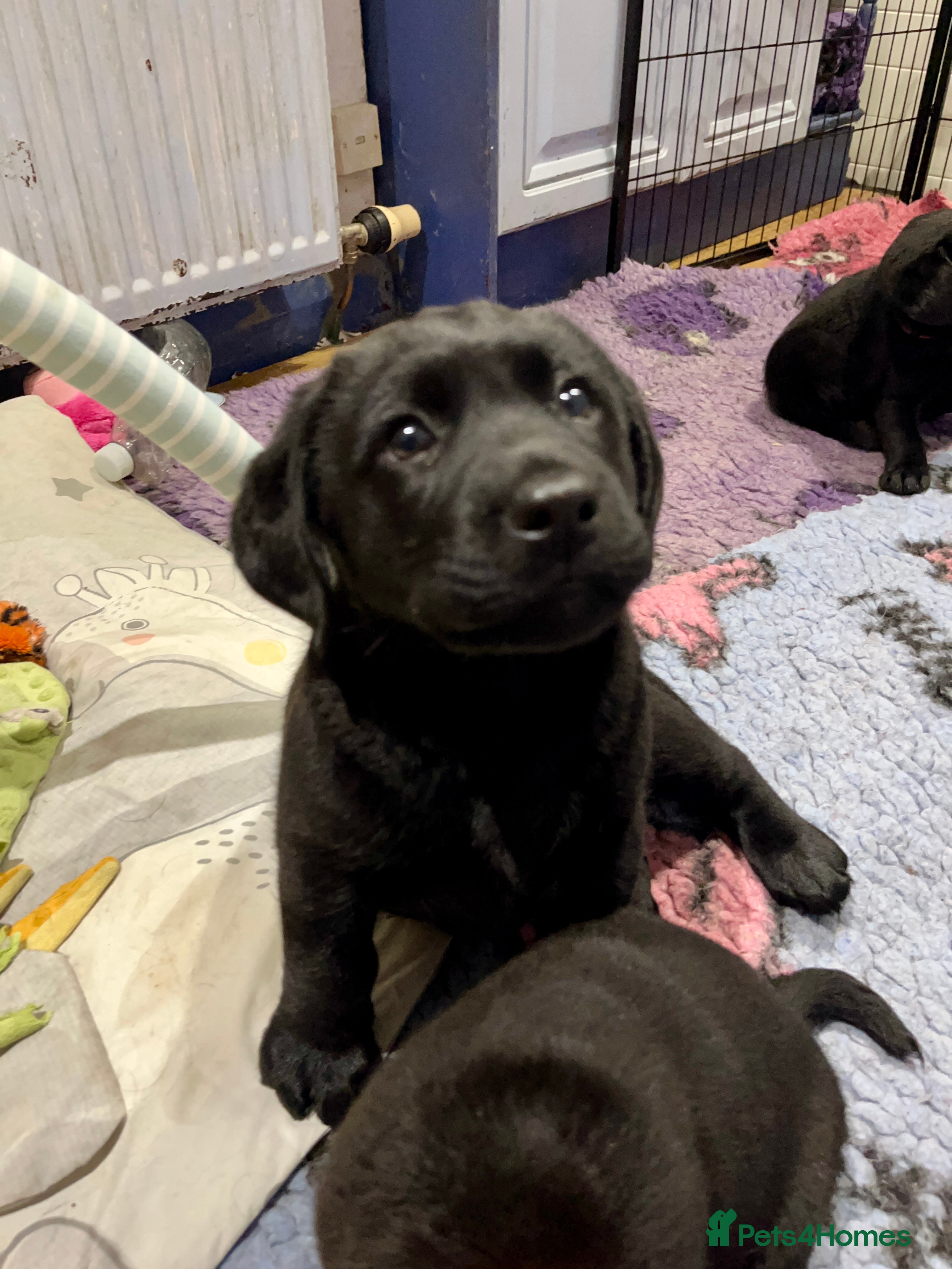 Labrador Retriever dogs Beautiful chunky girl available - Advert 2