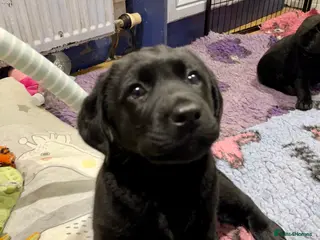 Labrador Retriever dogs Beautiful chunky girl available - Advert 2