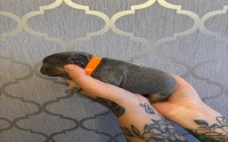 French Bulldog dogs for sale: 3 Female French bulldog puppies  - Image 9
