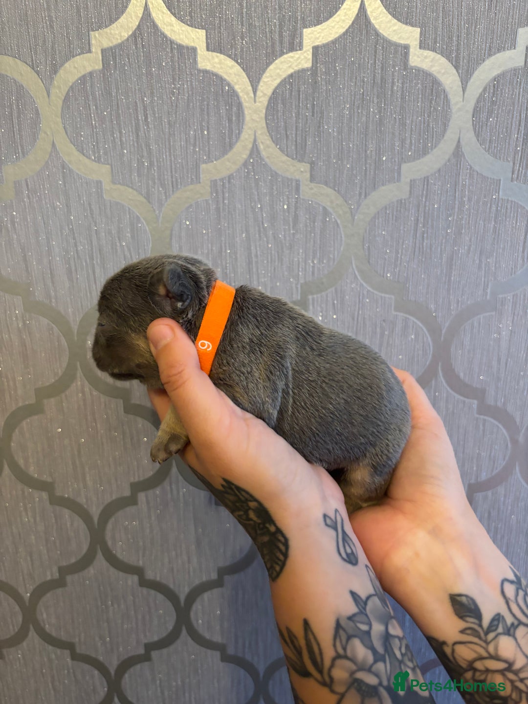 French Bulldog dogs for sale: 3 Female French bulldog puppies  - Image 9
