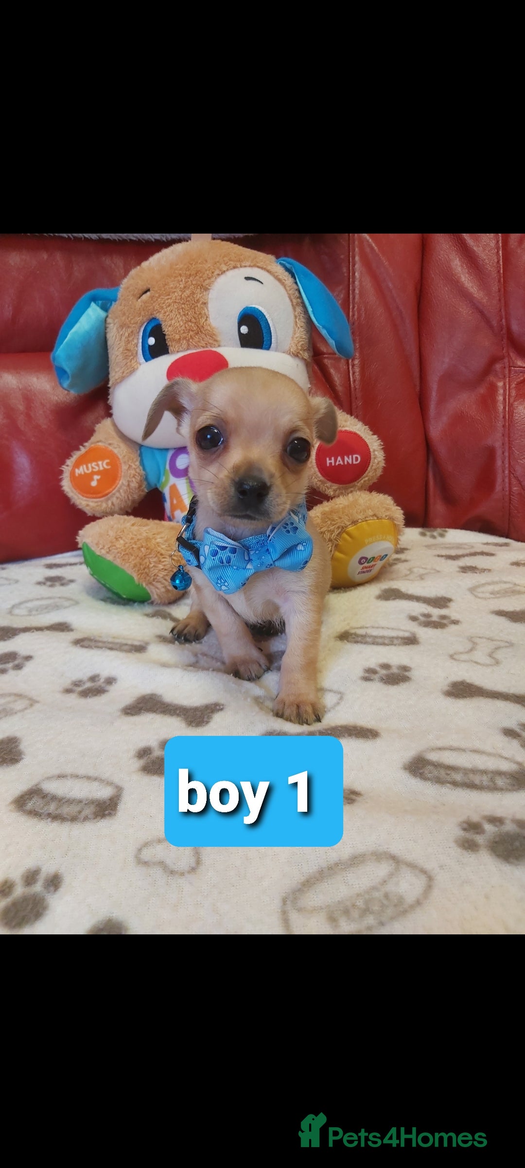 Chihuahua dogs Chihuahua pups in Merthyr Tydfil - Advert 1