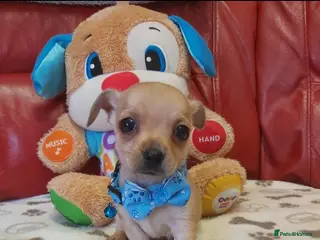 Chihuahua dogs Chihuahua pups in Merthyr Tydfil - Advert 1