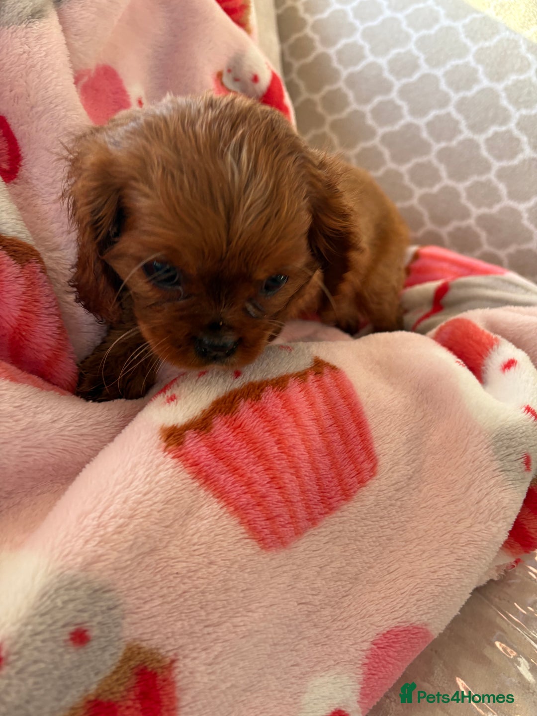 Cavalier King Charles Spaniel dogs for sale: Cavalier King Charles pups  - Advert 20