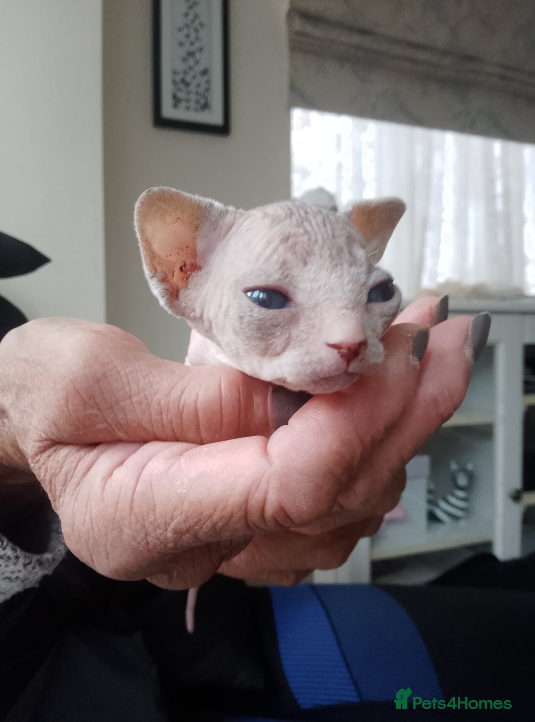 Sphynx cats for sale: Beautiful Sphinx boys available.  - Advert 5