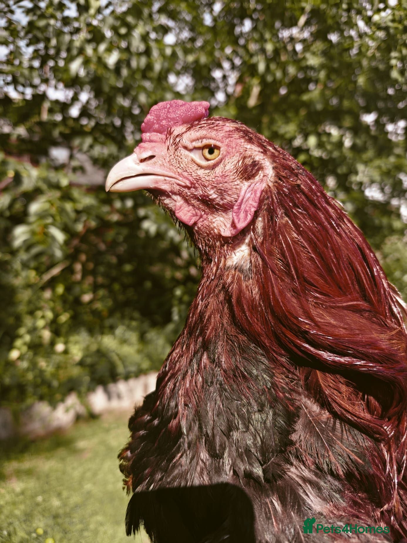 Chickens poultry IMPORTED  - Advert 1