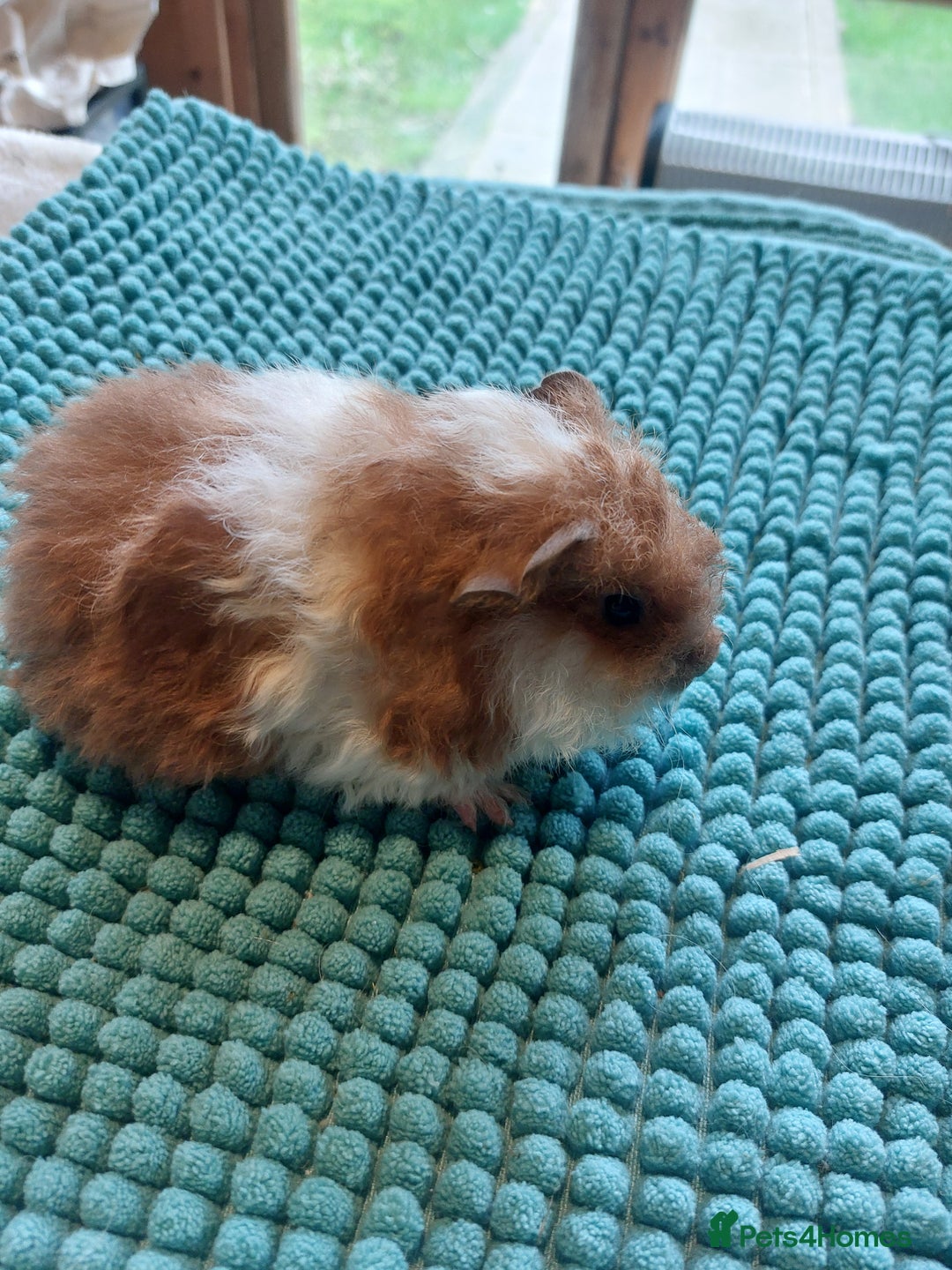 Guinea Pig rodents for sale: Texel baby guineapigs  - Advert 3