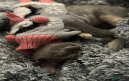 Devon Rex cats for sale: Devon Rex  - Image 3