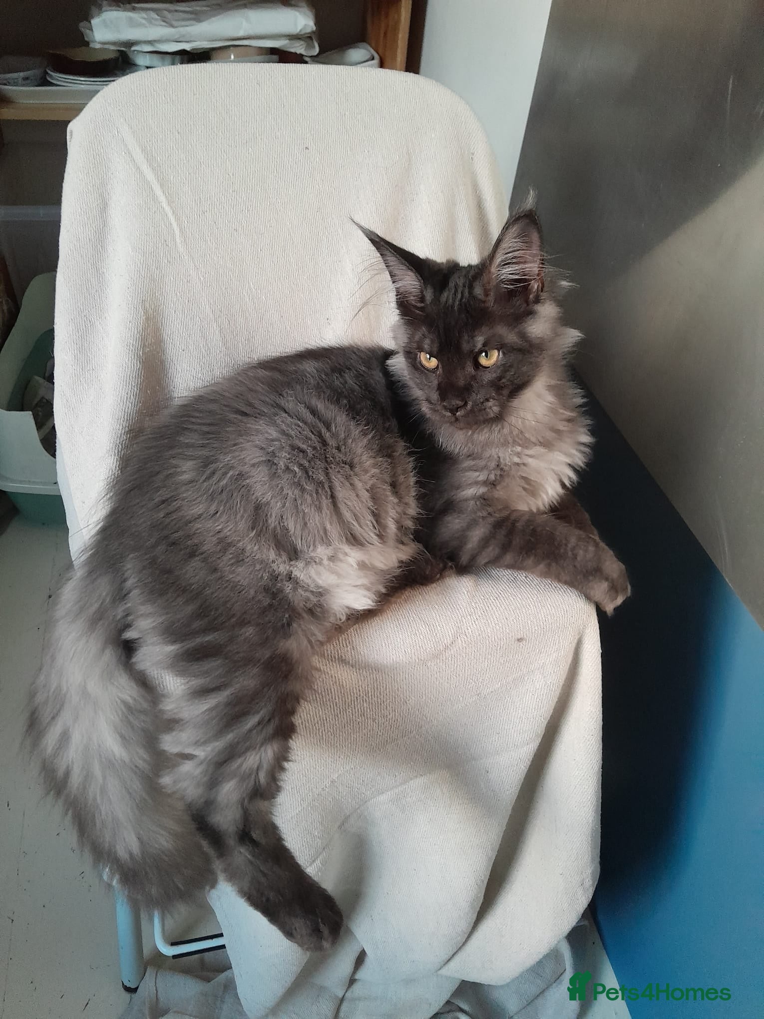 Maine Coon cats black smoke MaineCoon boy TICA reg - Advert 12