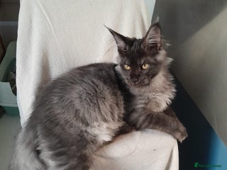 Maine Coon cats black smoke MaineCoon boy TICA reg - Advert 2